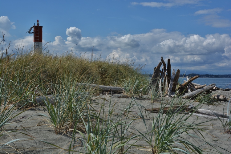 beacon and driftwood